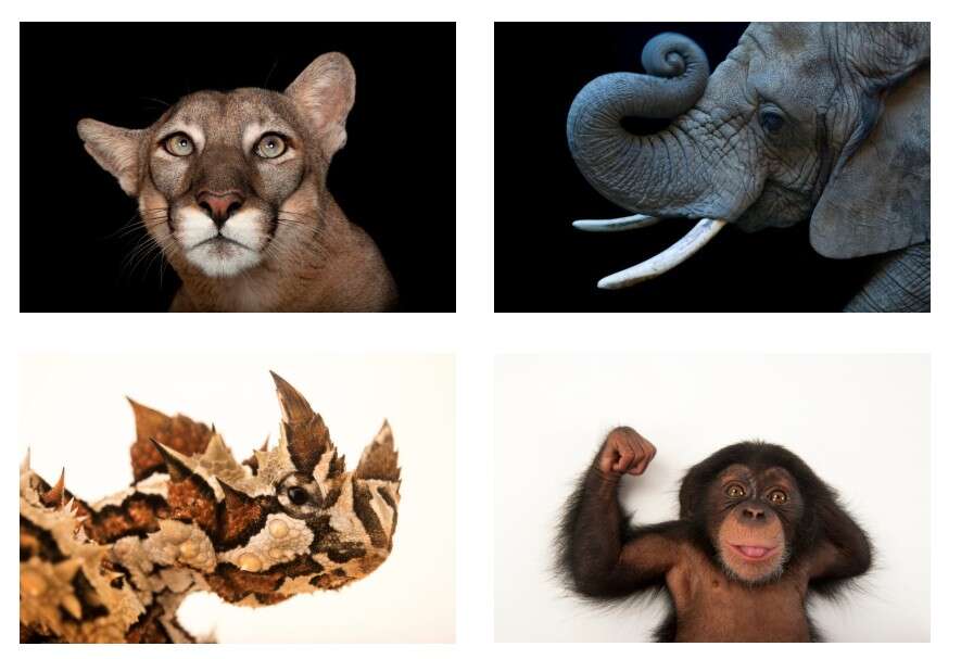 Some animals photographed by Photo Ark