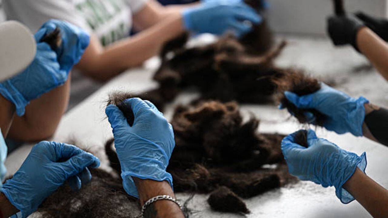 Why hair attracts oil<br><br>