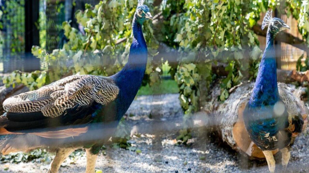 PEACOCKS