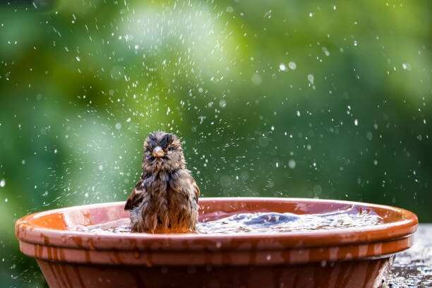 garden-birdbathbr.jpg