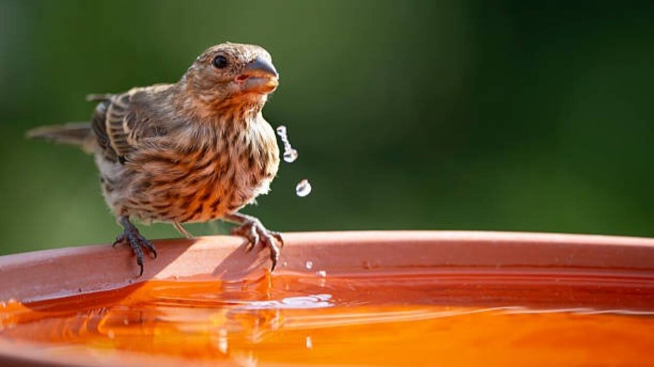 garden birdbath<br>