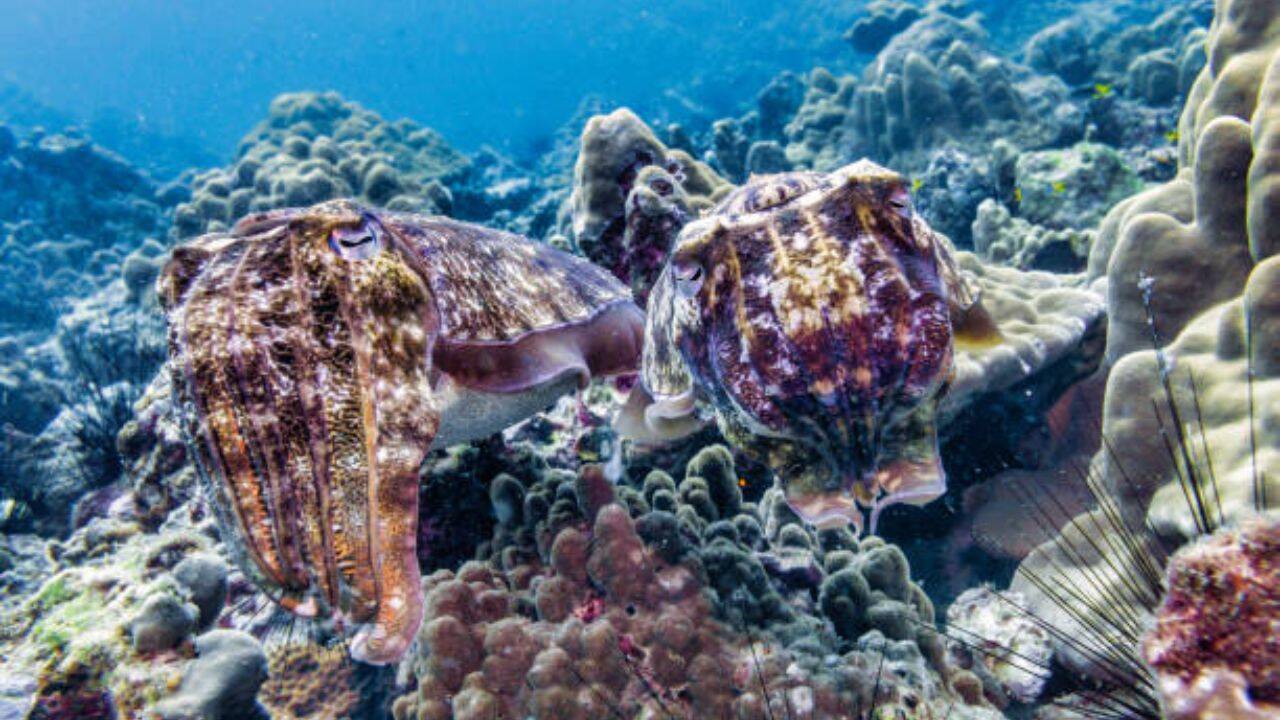 Over 100,000 cuttlefish gather in Australia yearly; fewer than 10 arrived in 2026, baffling scientists