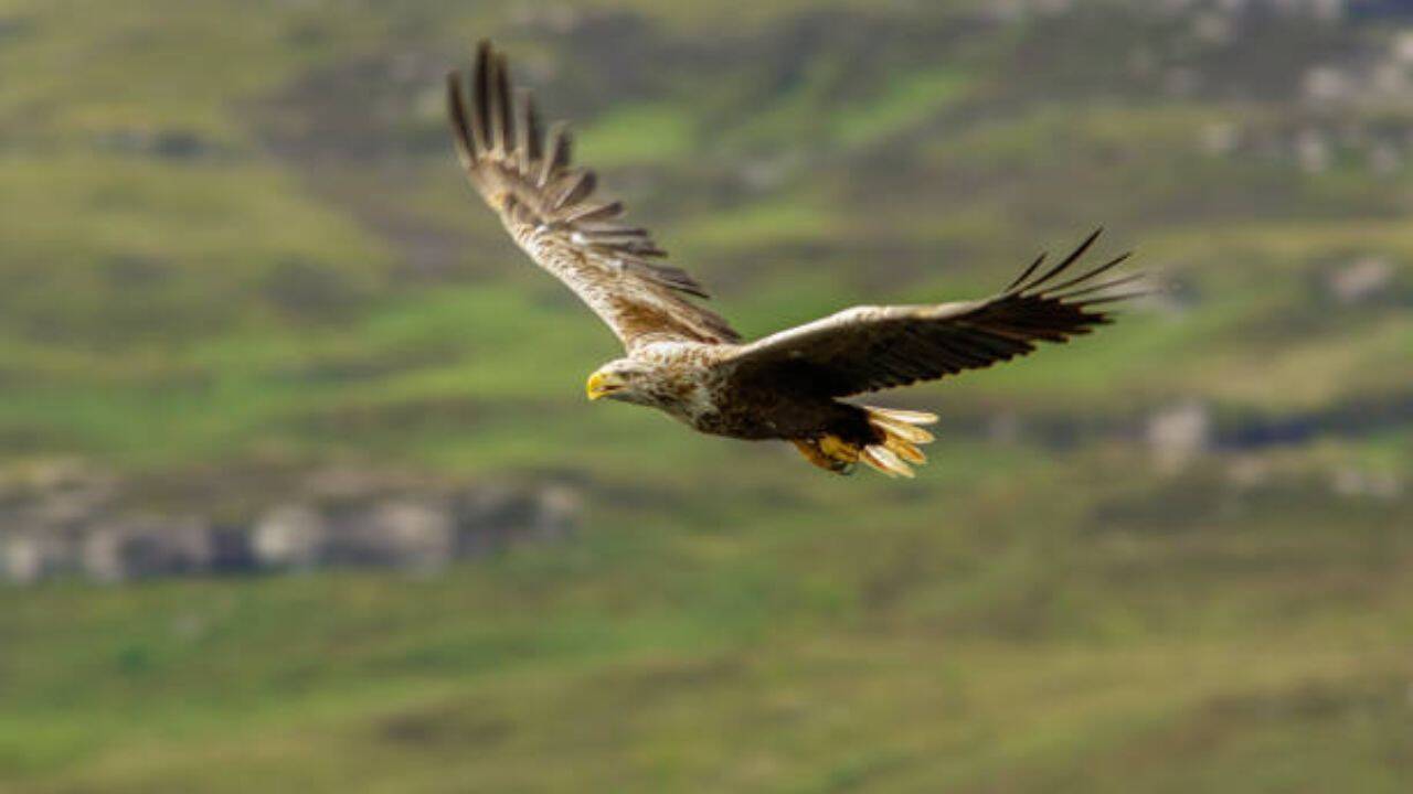Ireland releases 245 white-tailed eagle chicks a century after extinction