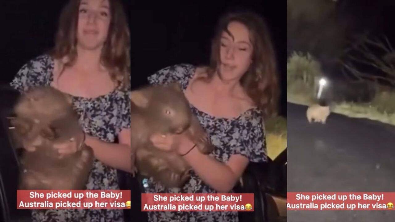 American influencer faced tough action in Australia after picking up a baby wombat