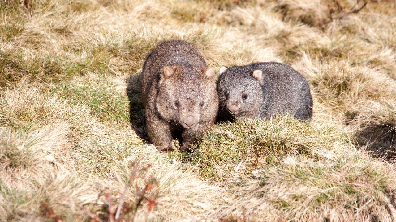 Wombats
