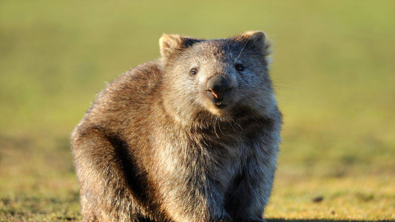 Wombats joey (Canva)