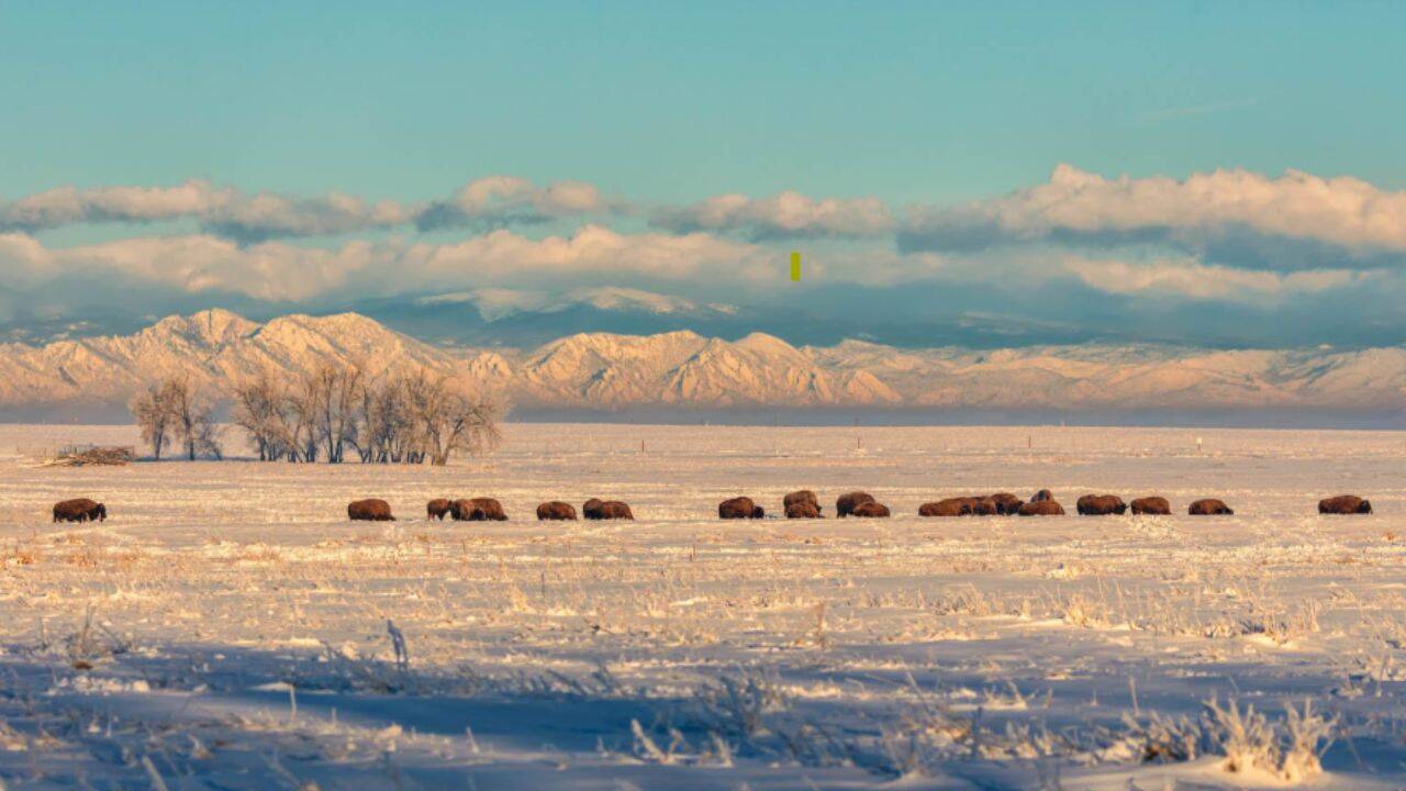 Bison herd at Rocky Mountain Arsenal National Wildlife Refuge