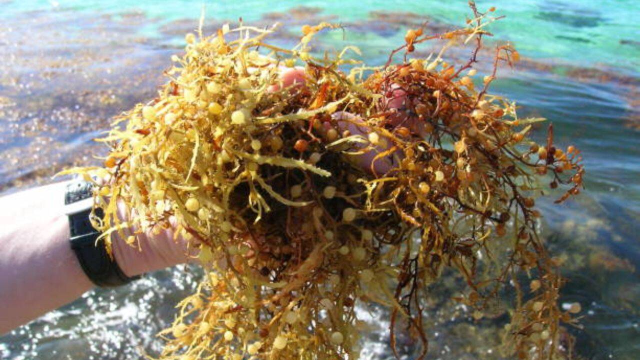 What is sargassum and why is it spreading?<br><br>