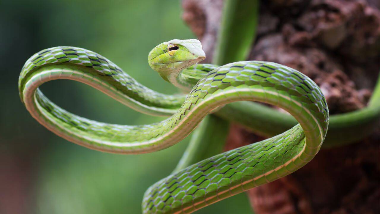 Asian Vine Snake (South and Southeast Asia)