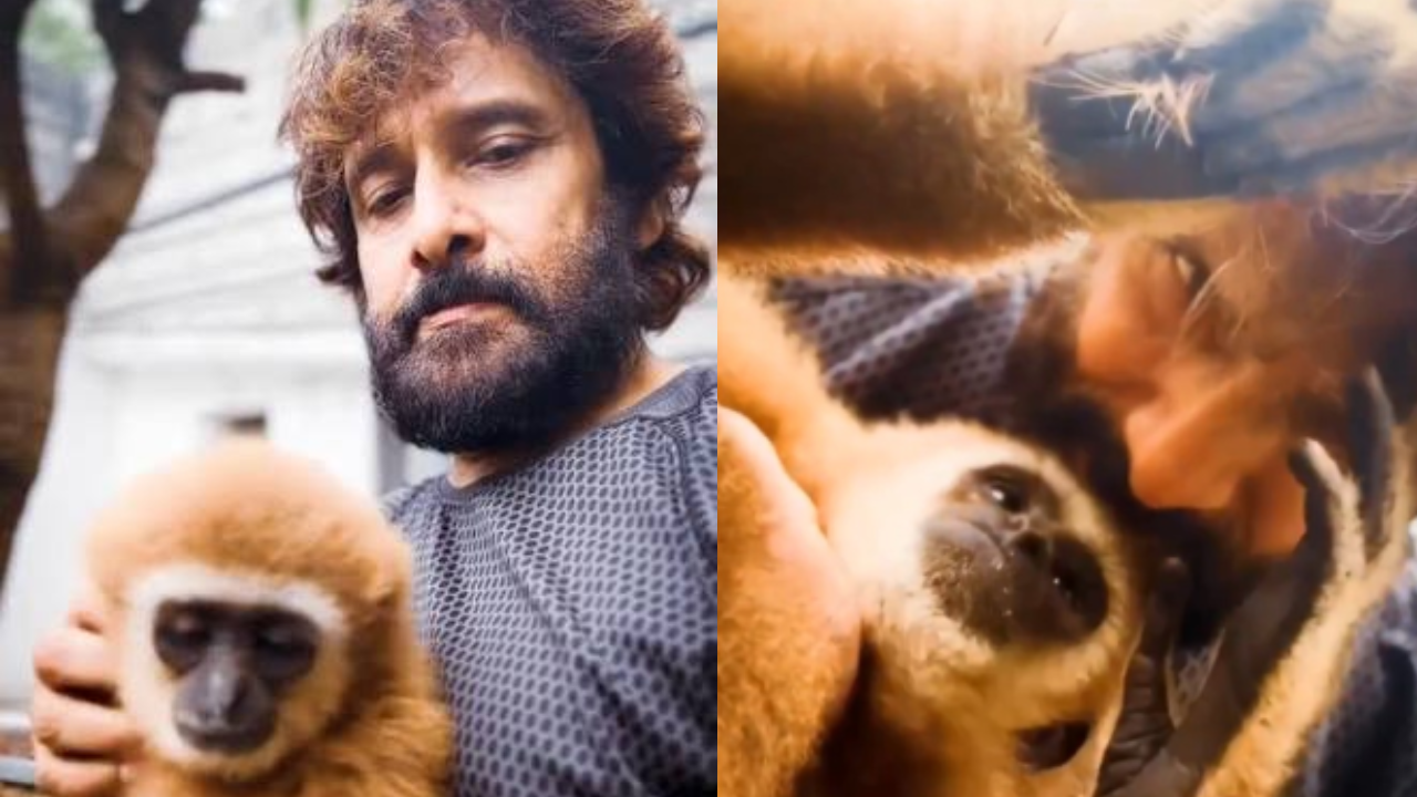 Vikram’s Lar Gibbon video sparks forest probe; 1 animal dead and 2 sent back to Erode
