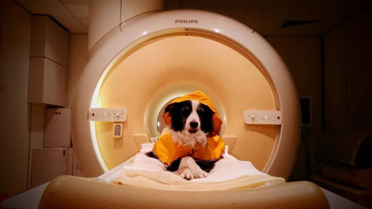 Your Dog Does Not Care If You Smile Stop Projecting Your Anxiety Onto Animals