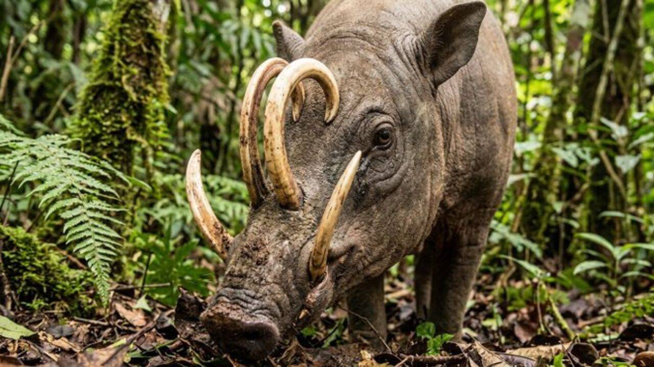 Who are Babirusas?<br><br>