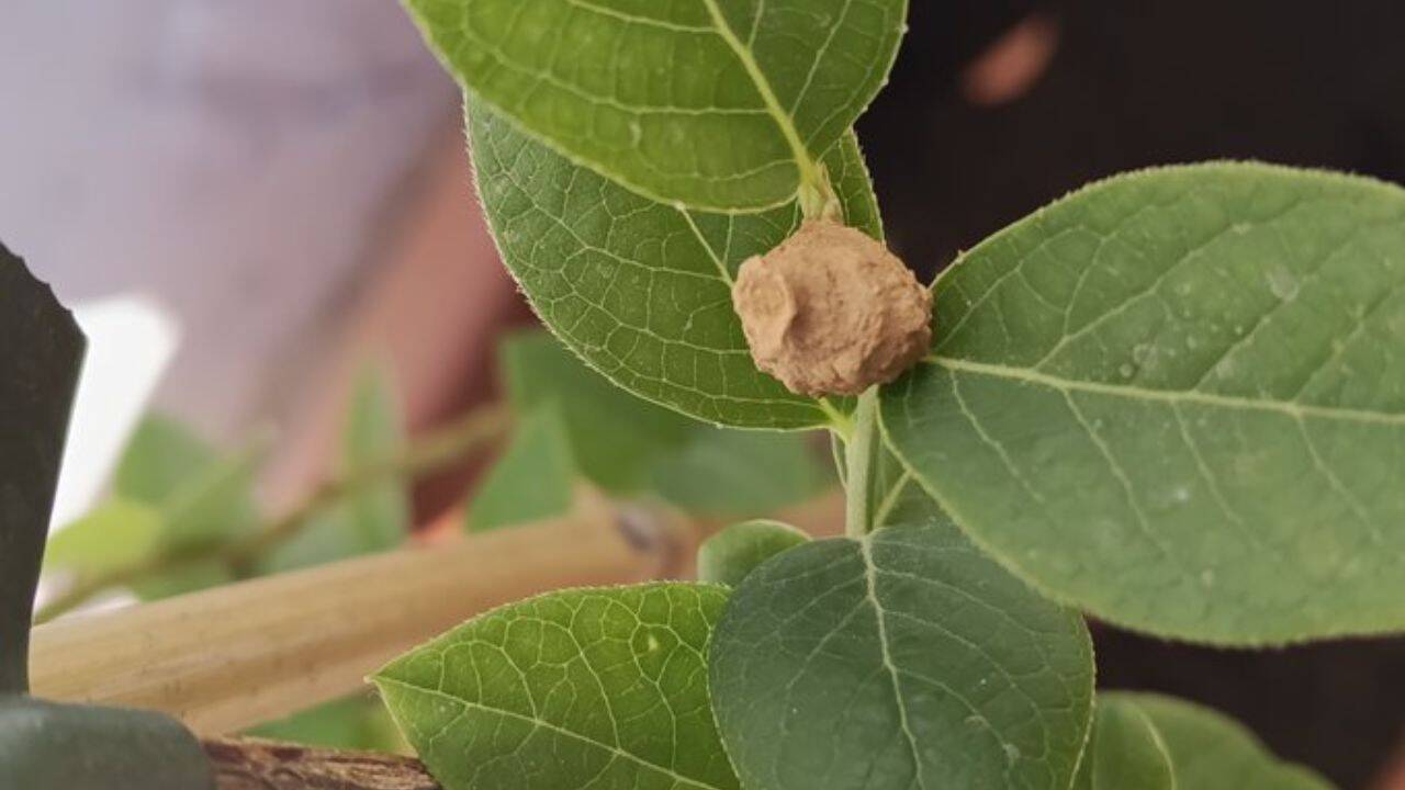 Meet the potter wasp<br><br>