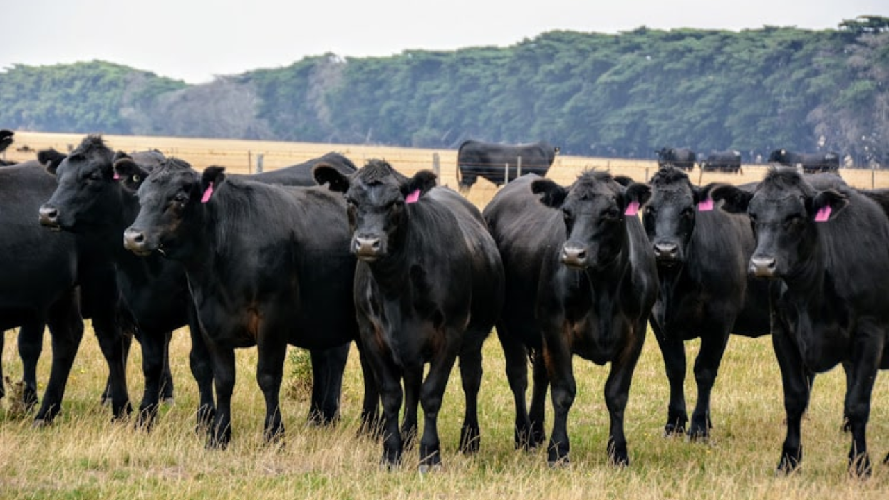 One-third of global farmland accounts for about two-thirds of agriculture-linked biodiversity
