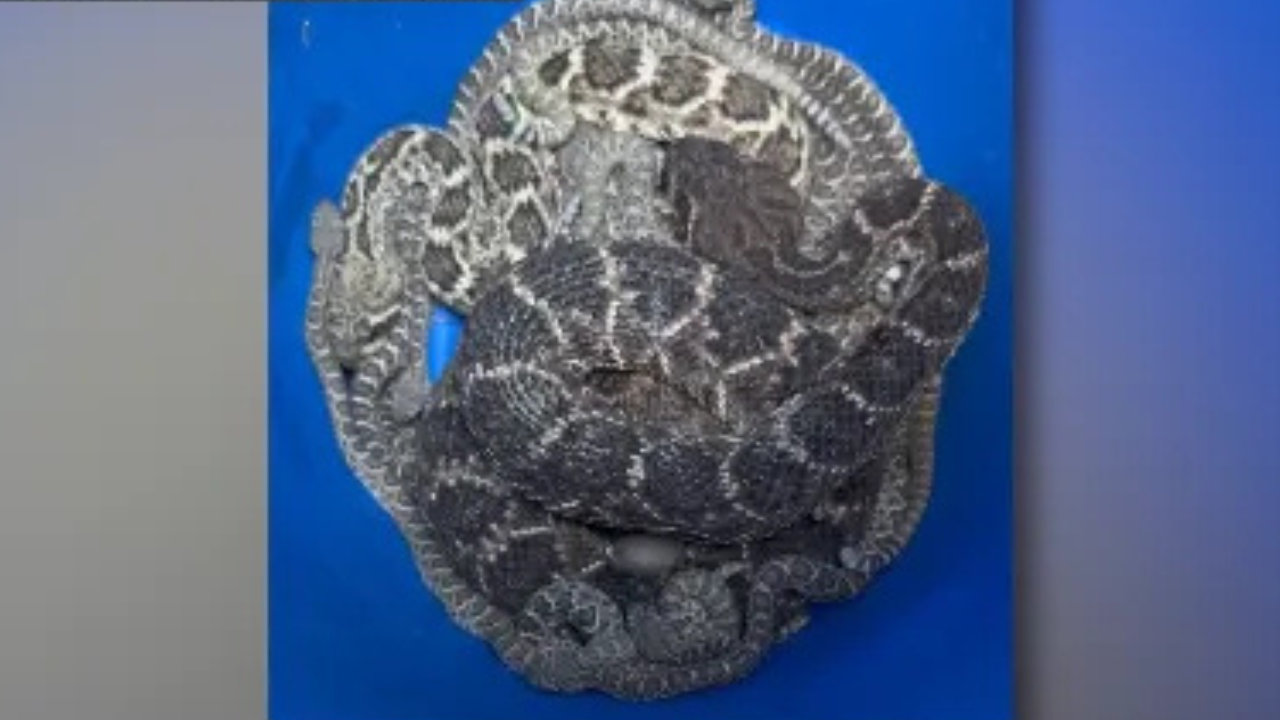 Texas homeowner finds more than 20 rattlesnakes emerging from beneath house