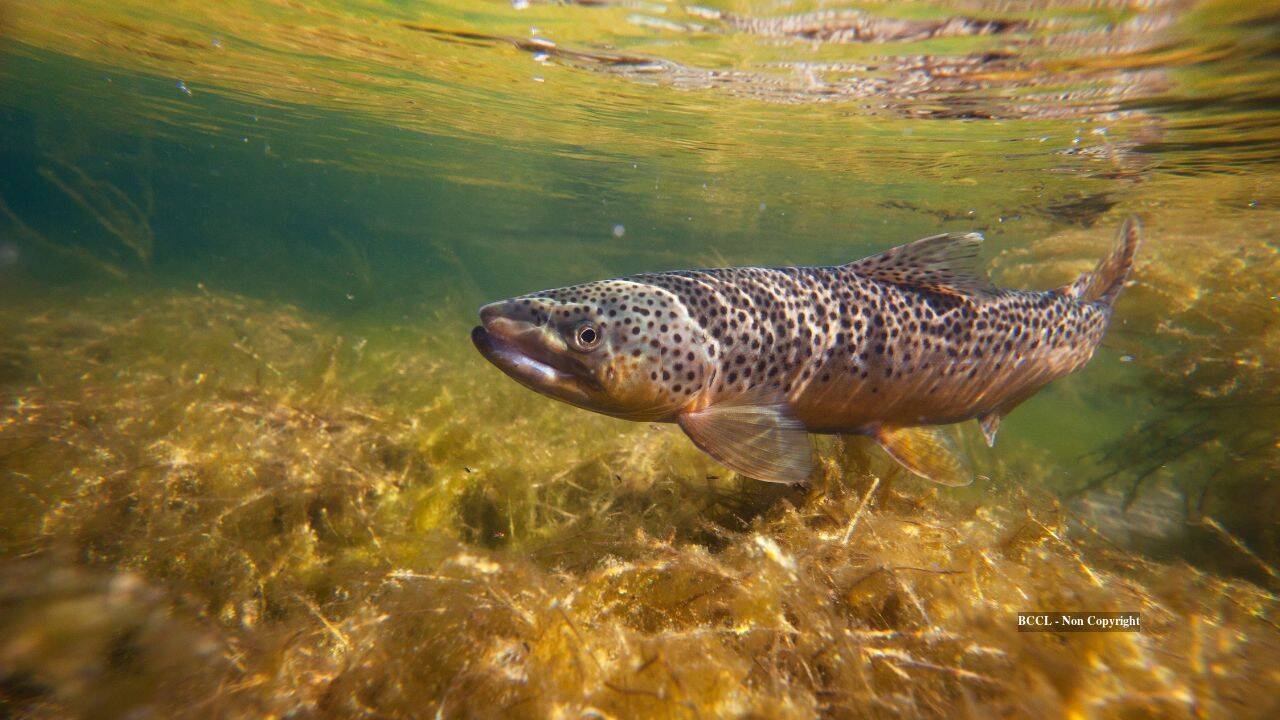 Cape Cod barrier blocking native trout for 73 years is set to be removed