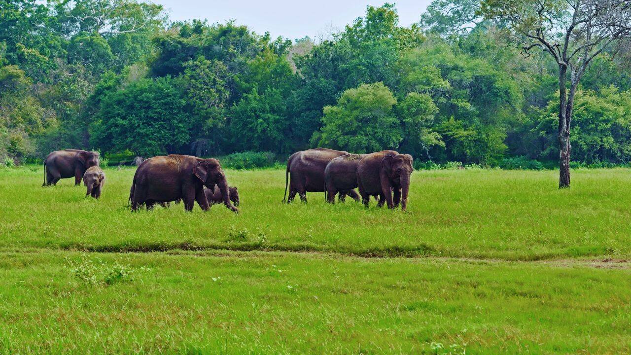 elephants (2)