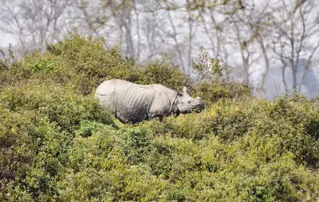 Eco-sensitive zone around Kaziranga to remain in place till further notice: Himanta Sarma