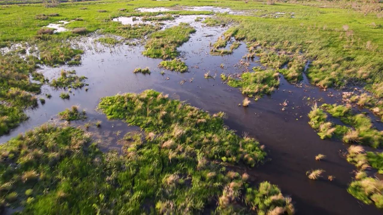 Louisiana restores 1,170 acres in Barataria Basin; shrimp and crabs return after a year