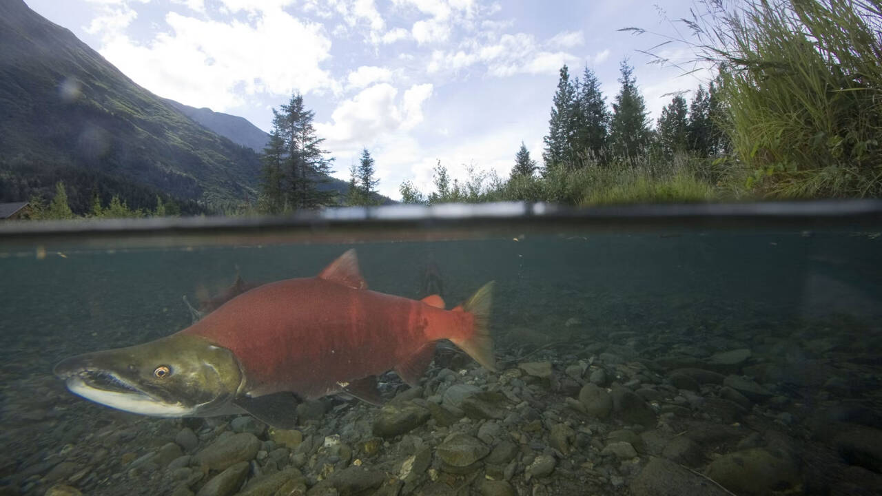 Alaska restored a gold-mined creek—salmon runs rose six-fold