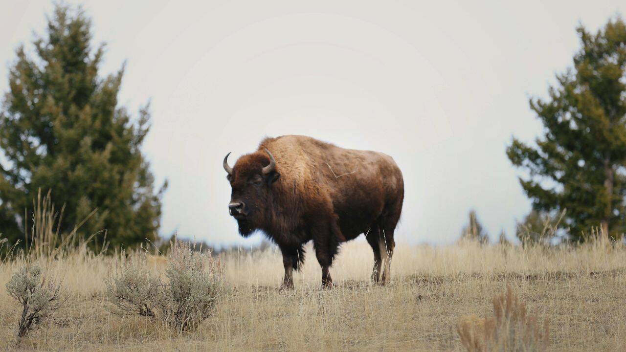 North American bison fell from millions to hundreds, but ancient DNA shows they kept much of their genetic diversity as isolated herds became different<br>
