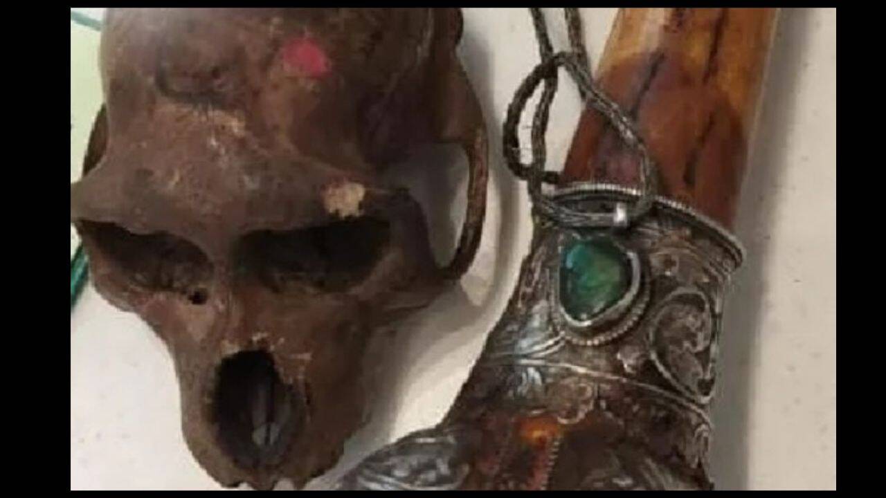 Monkey skull found