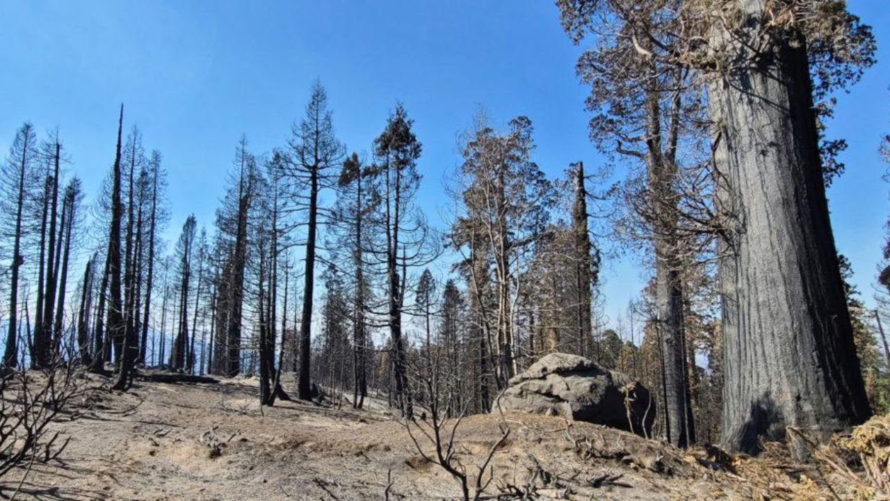 Donors raised $15.65M to save a giant California sequoia grove