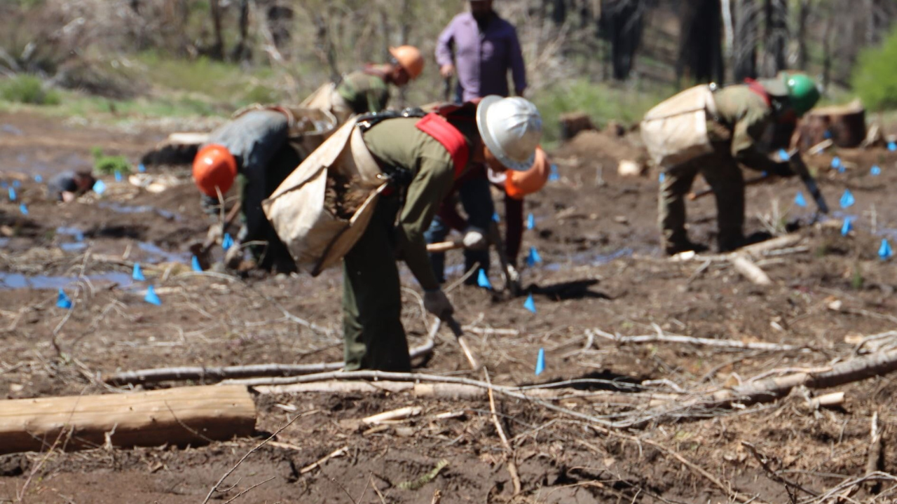 Thousands of donors came together to protect the ancient sequoias.<br><br>