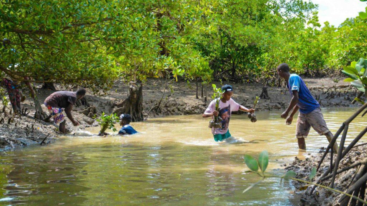 4,124 Scouts plant mangrove trees at the same time in Kenya to save coastal ecosystems and set a new world record.<br>