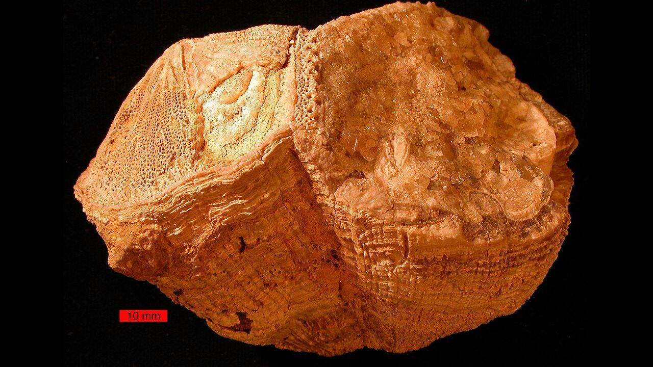 70 million years ago, Earth had 372 days a year, with days lasting 23 hours