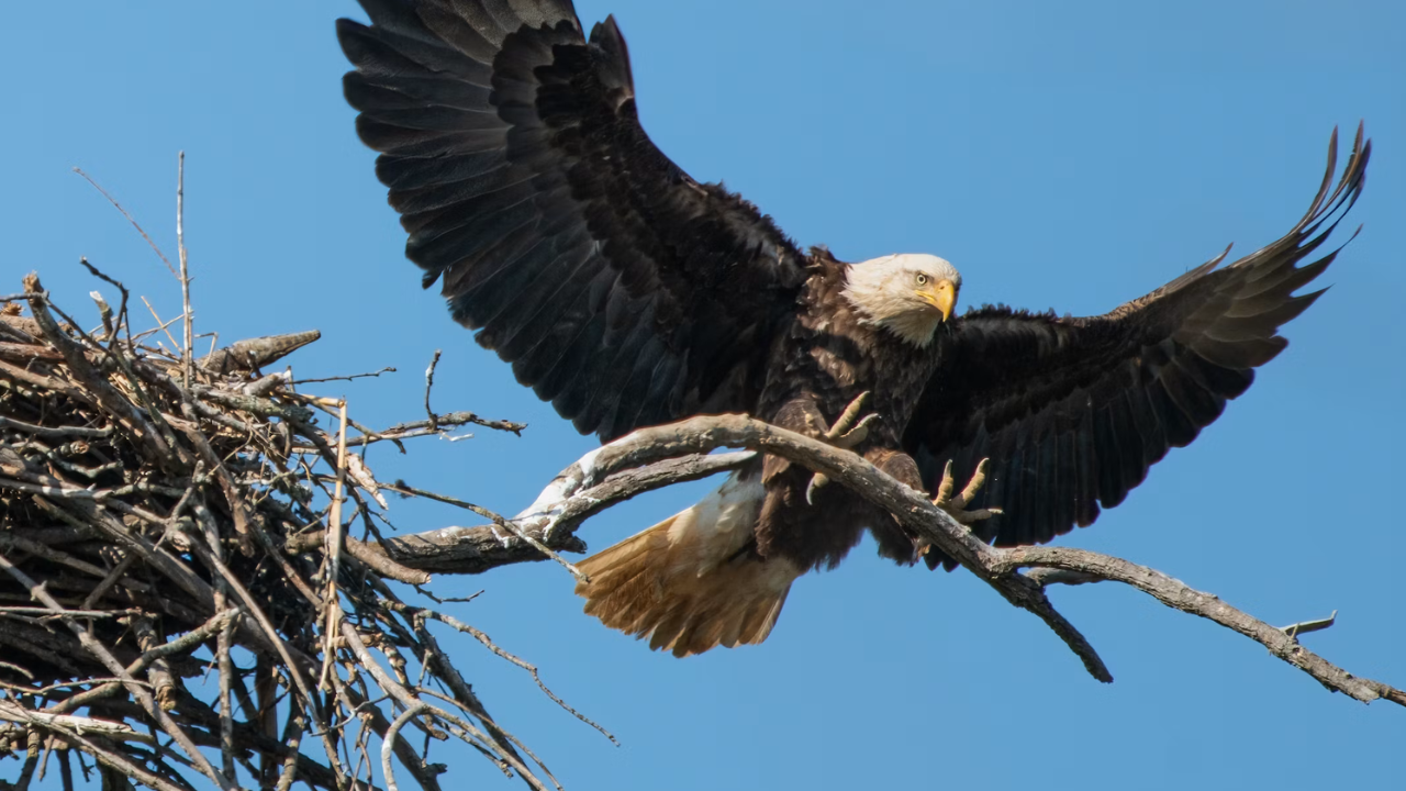 Washington man accused of shooting bald eagle found near his chickens now faces federal charges