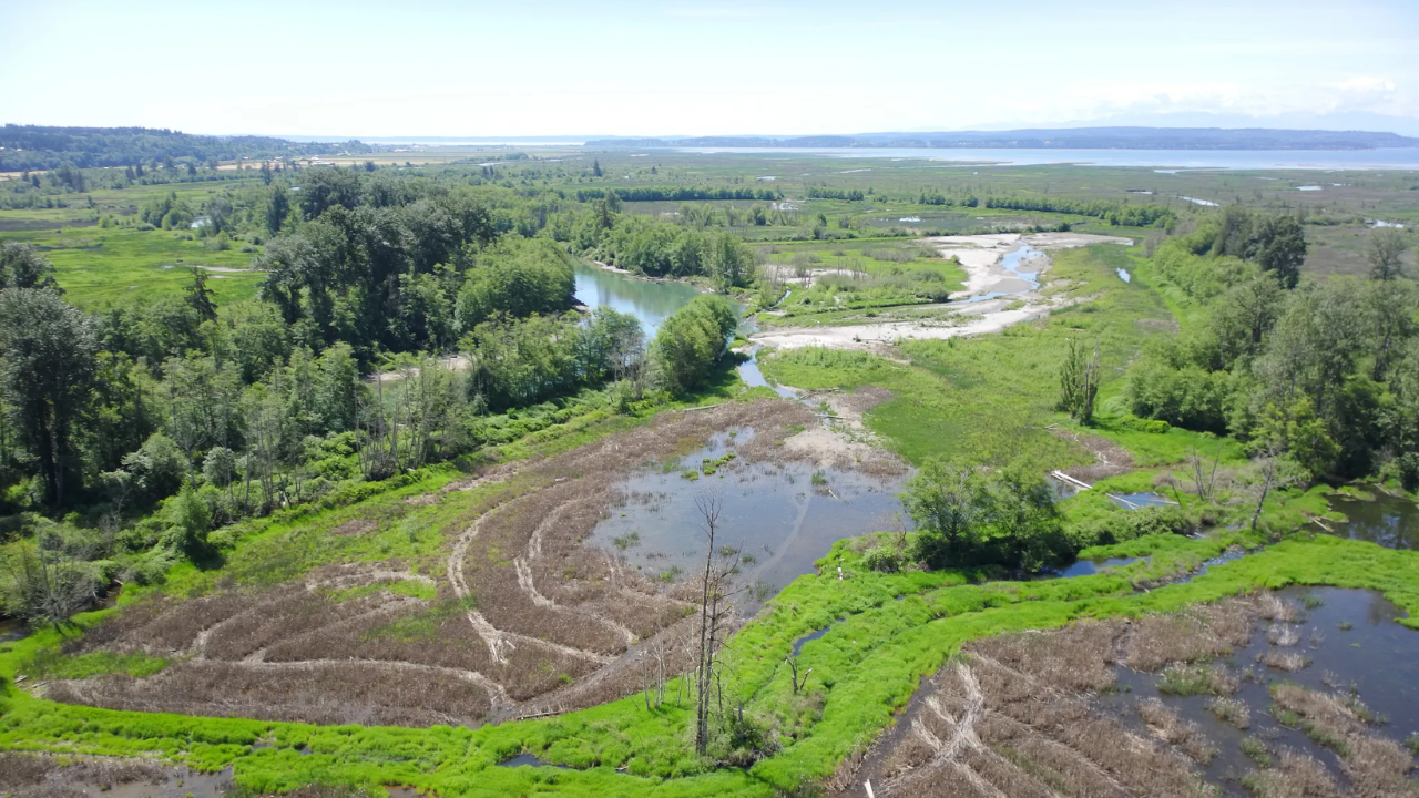 In June 2026, Washington began restoring 270 acres across two river islands; the project will...