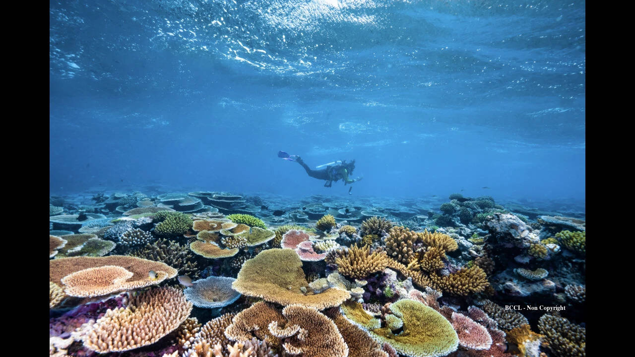 TEQ Diving at the Great Barrier Reef with Poseidon Cruises Port Douglas