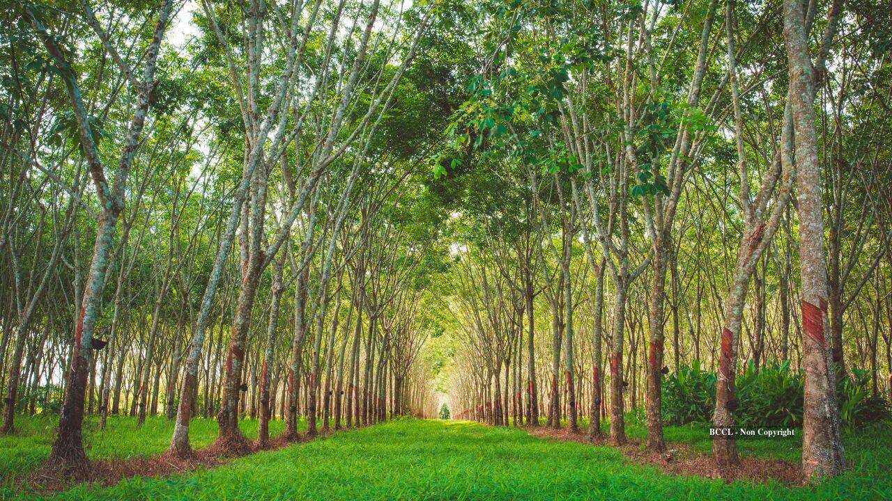 Ohio family restores 60 acres of abandoned mine land with native trees