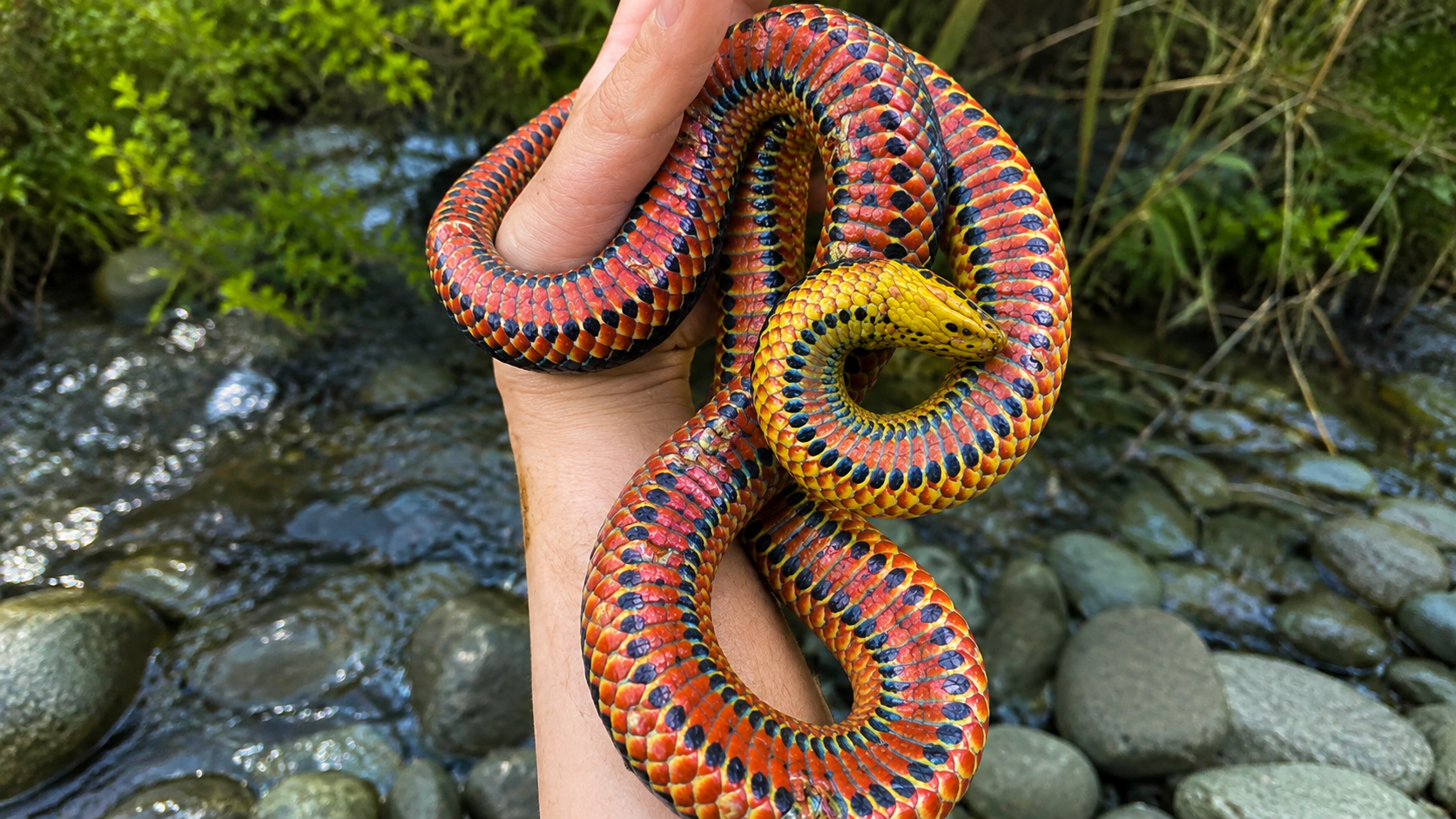 A four-foot snake with an appearance unlike most Florida reptiles (Image: Parker Gibbons)<br>