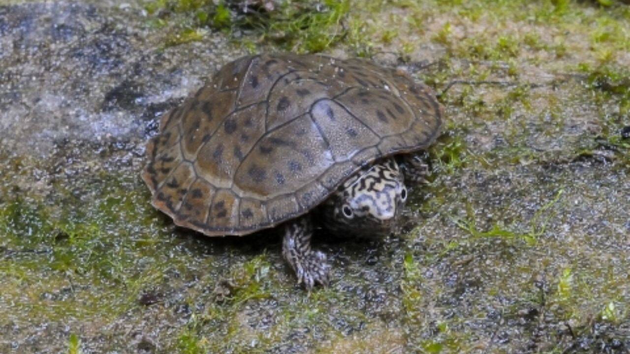 The charges extend beyond turtles to other protected species<br>