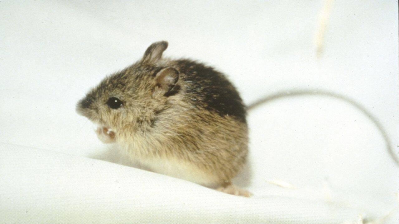 Colorado’s 2024 restoration efforts for Preble’s mouse gain momentum with new habitat project