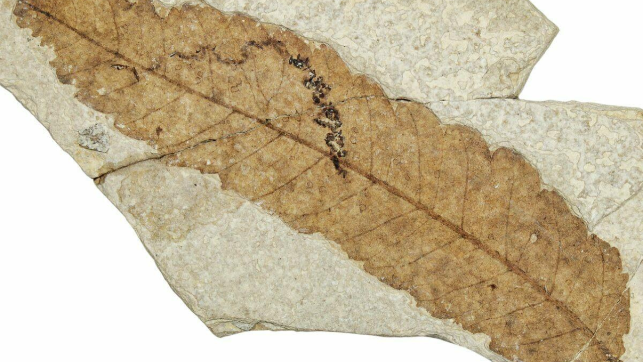Wyoming fossils reveal ancient forests collapsed during extreme global warming and took over 100,000 years to recover: A stark warning for today’s climate<br>