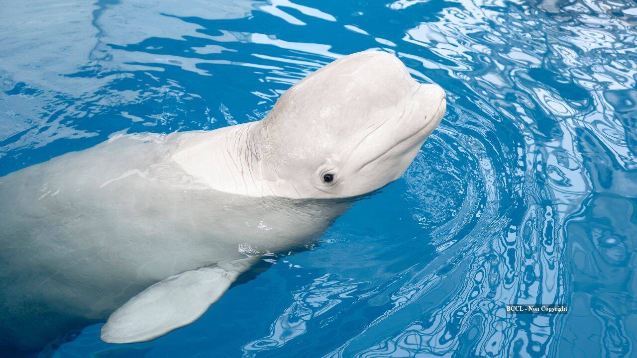 Beluga whales may recognise themselves after 98-session study
