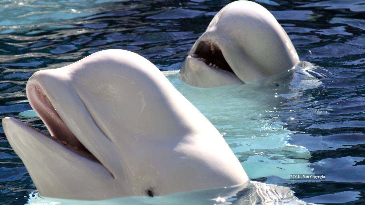 Beluga Whale