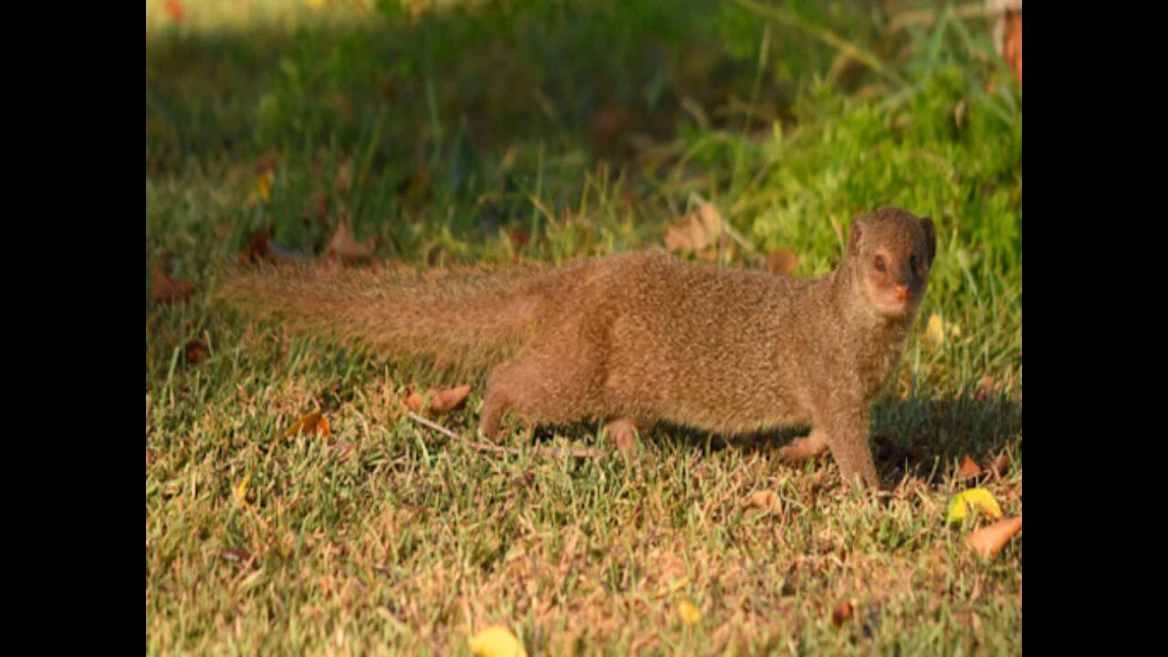 Feral small Indian mongoose