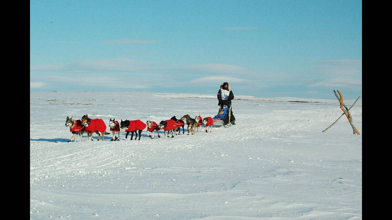 Iditarod_2005_-_Knolmayer_start_in_Willow