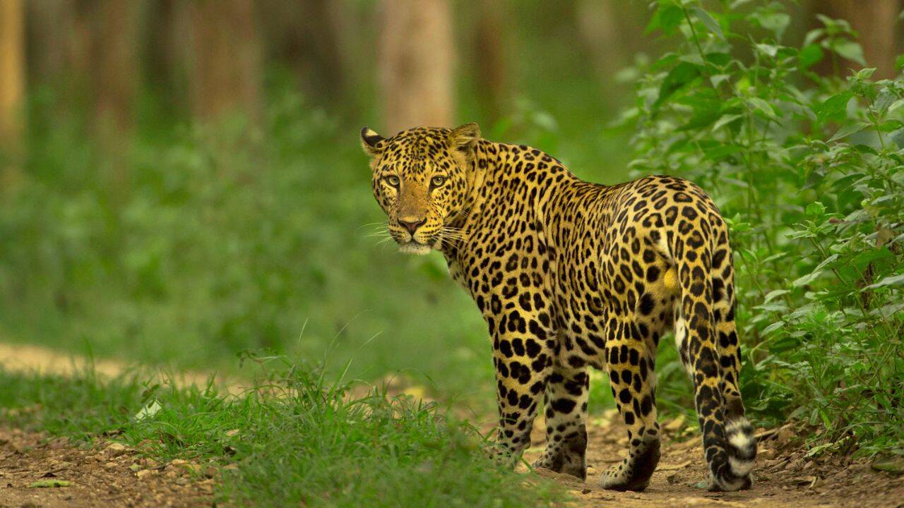 Leopard in the jungle