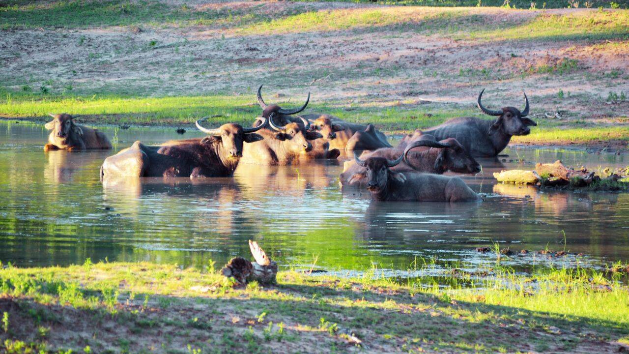Water Buffalos in Yala National Park