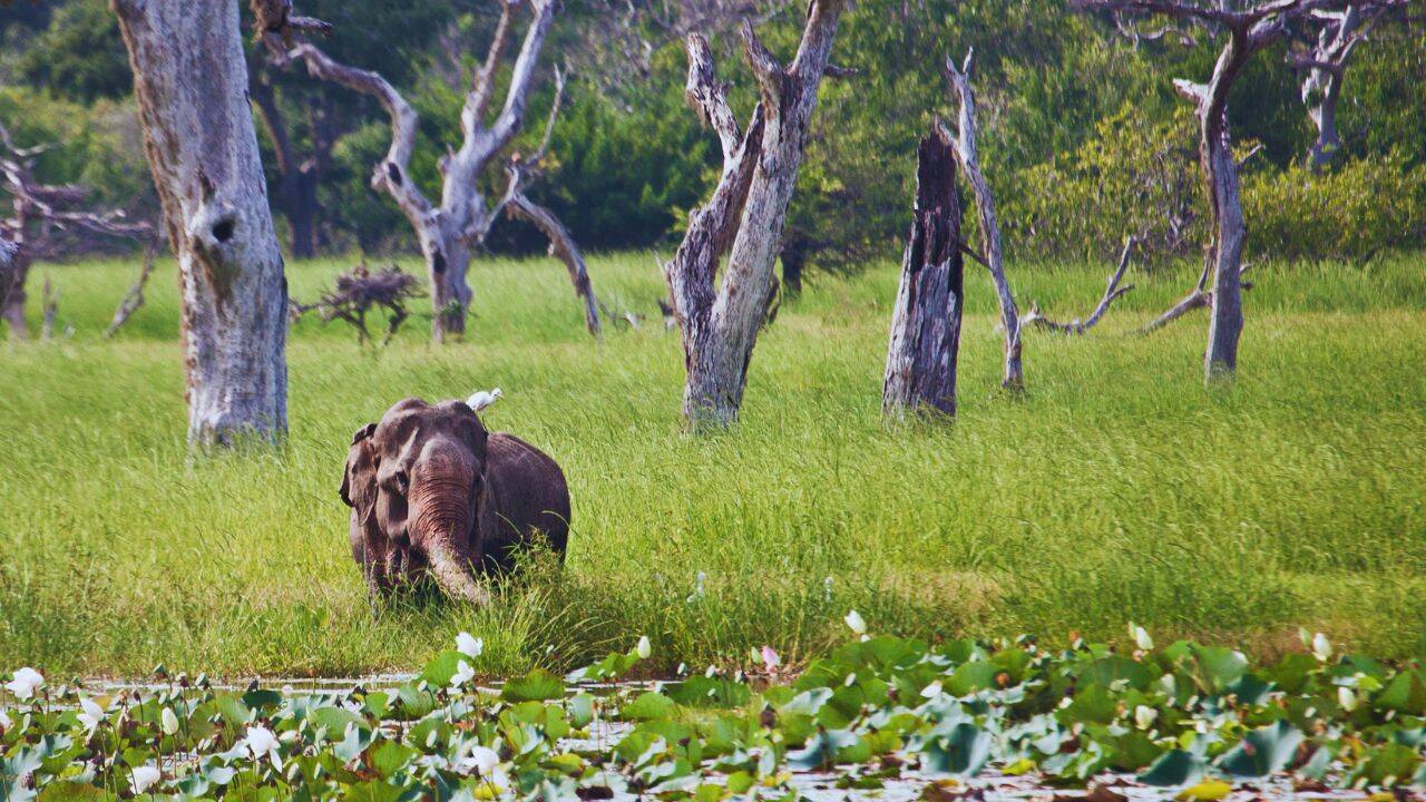 Elephant resting in marshy land