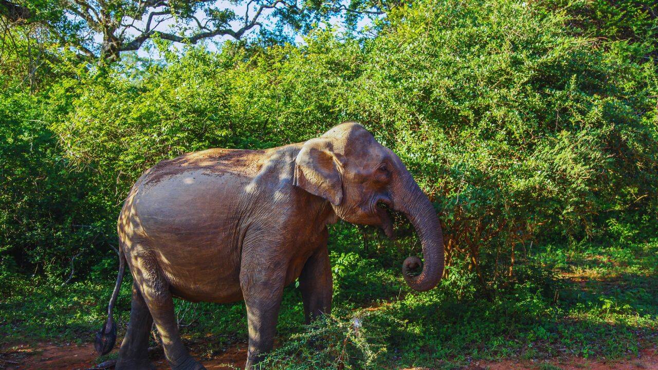 Elephant in the jungle