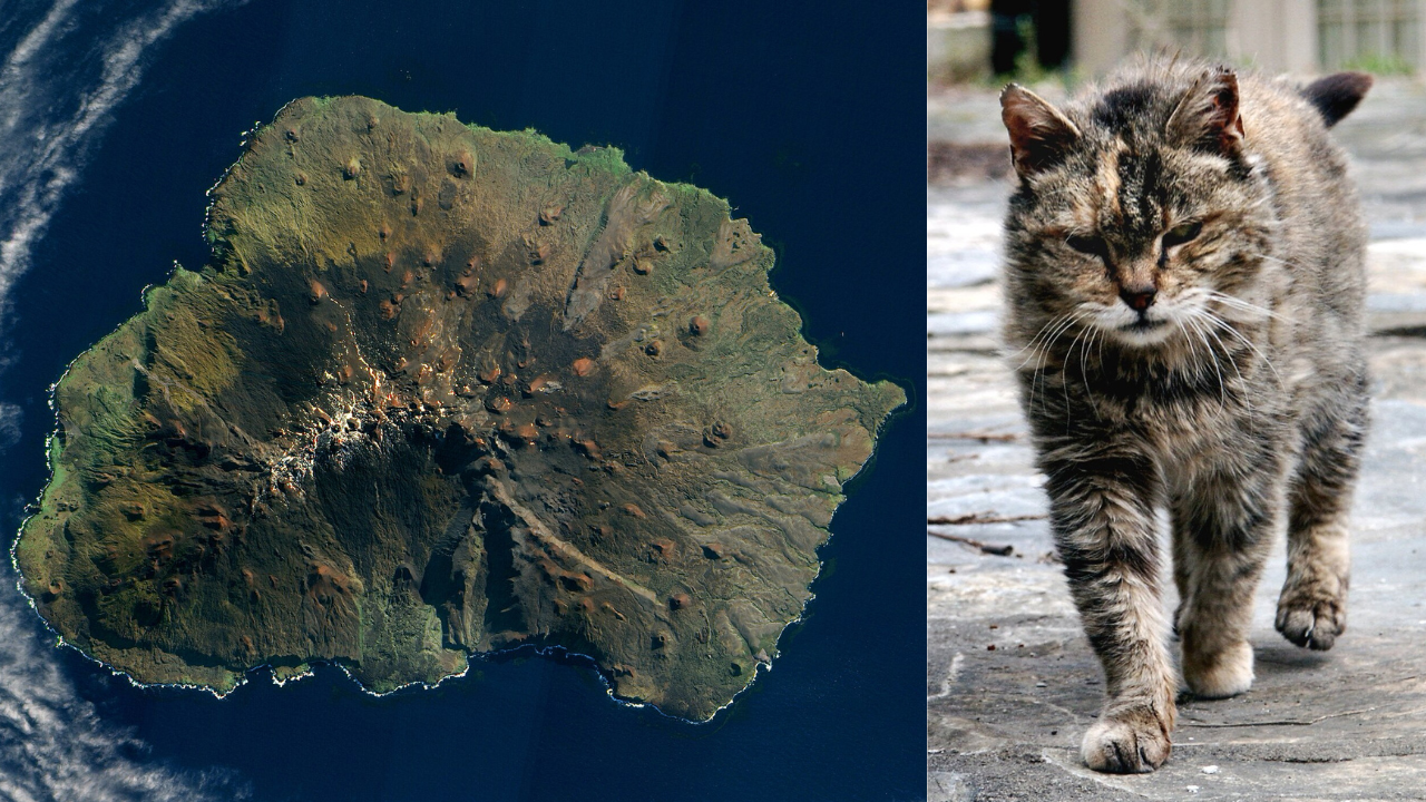 cat (2)