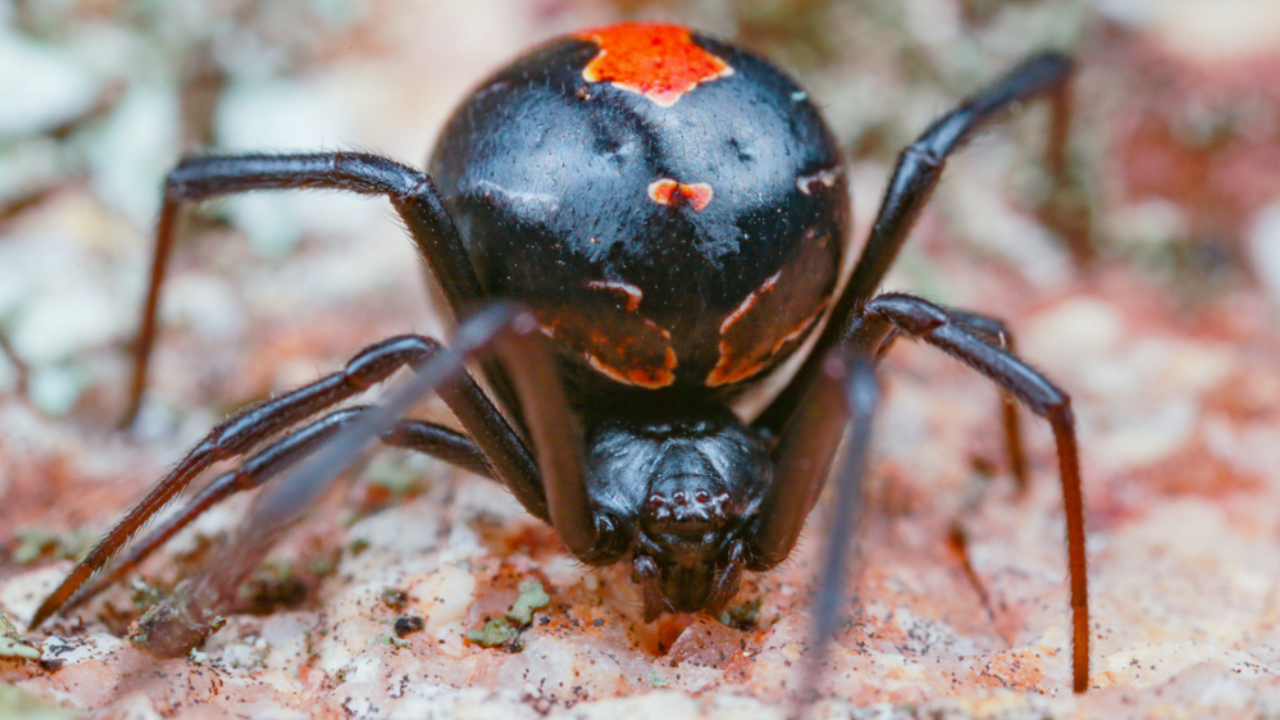 Male redback spiders somersault directly towards a female’s fangs during mating