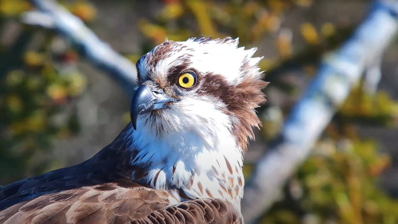 In 2017, conservationists began moving young ospreys from Scotland to Dorset