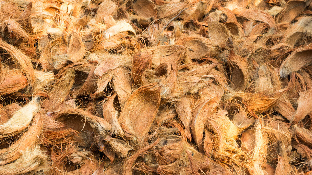 Further research is needed to determine exactly what these fungi are, how they break down pollutants, and whether their powers might one day be harnessed outside of the lab.